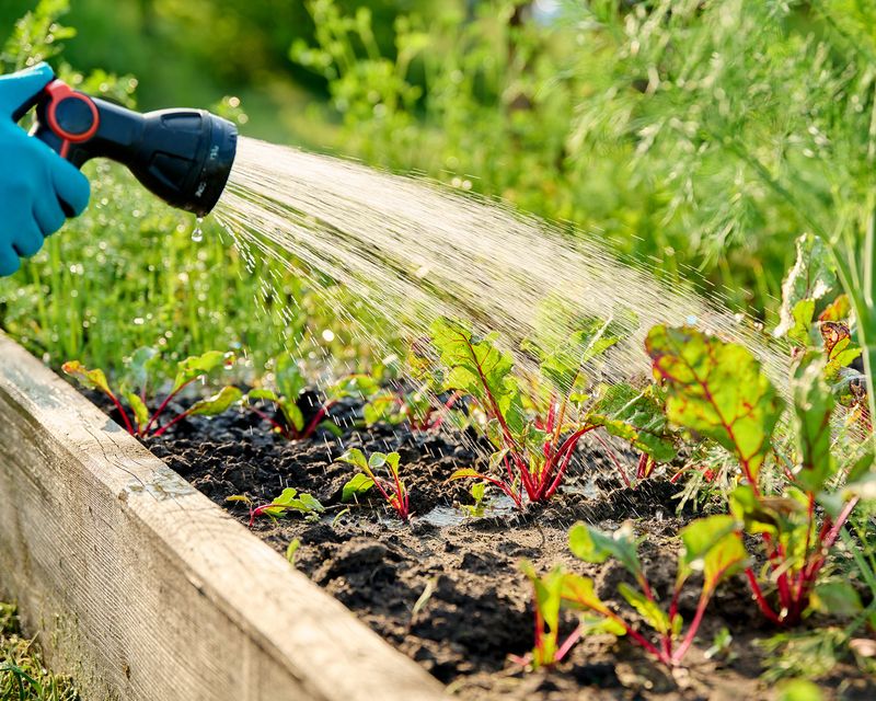 Consistent Moisture Supports Seedlings Consistent Moisture Supports Seedlings