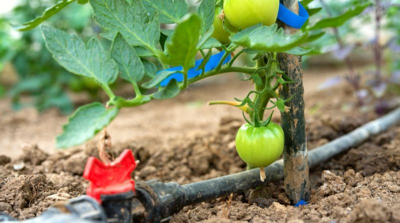 Consistent Moisture Supports Strong Early Growth Consistent Moisture Supports Strong Early Growth