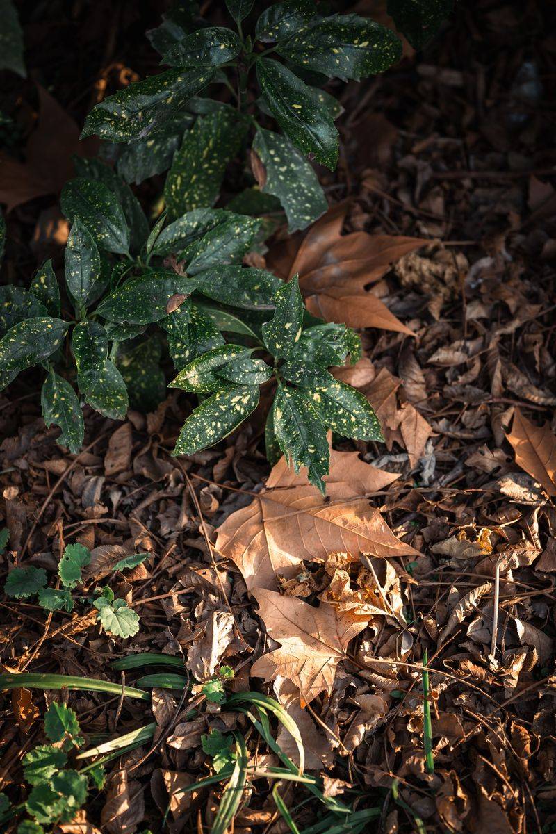 Constant Tidying Versus Healthy Soil