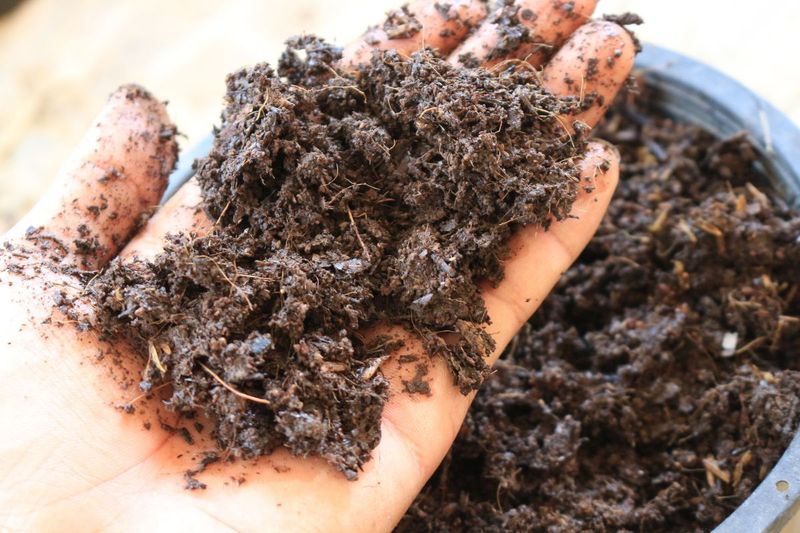 Constantly Damp Surface Soil Can Create New Problems Constantly Damp Surface Soil Can Create New Problems