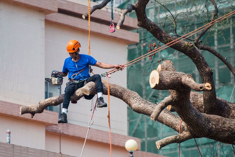 Consult An Arborist For Professional Evaluation Consult An Arborist For Professional Evaluation
