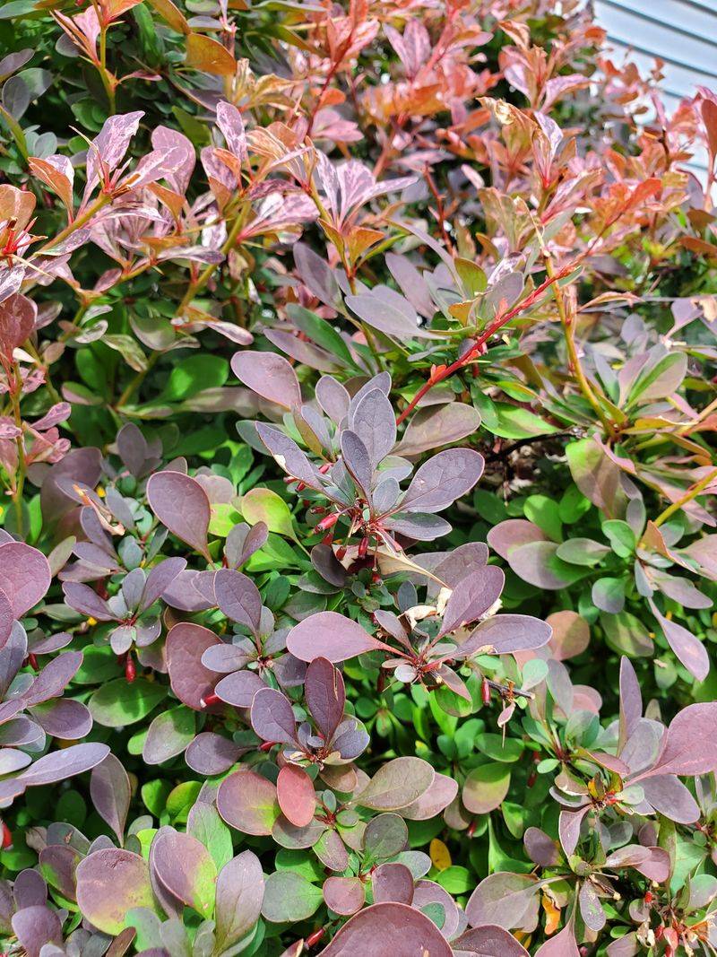 Consult NJDEP's Native Plant Guide