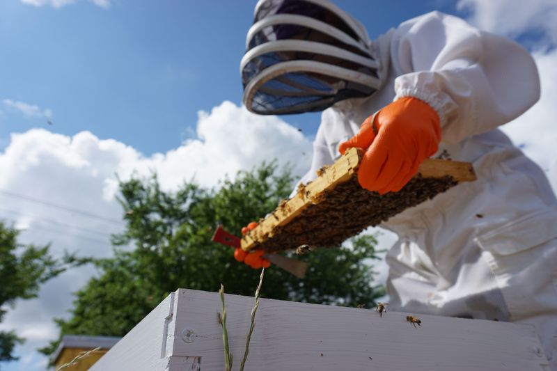 Contact A Local Beekeeper For Removal
