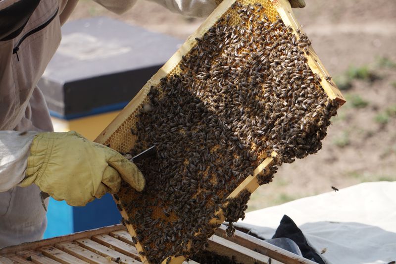 Contact A Local Beekeeper For Removal Contact A Local Beekeeper For Removal