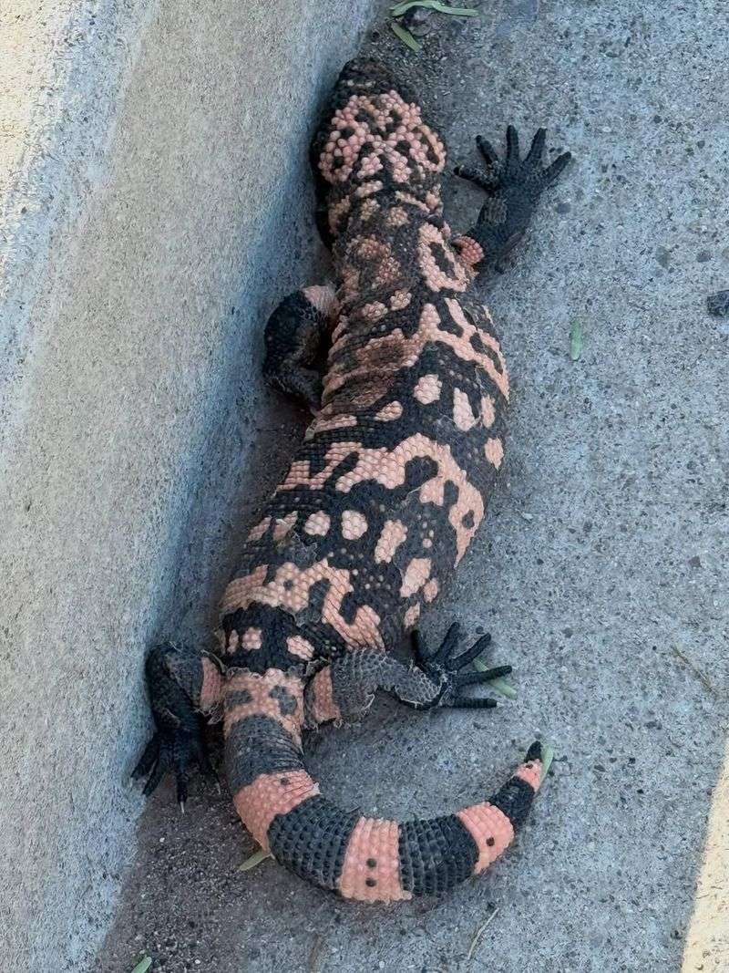 Contact Wildlife Officials If It Is Injured Or Trapped