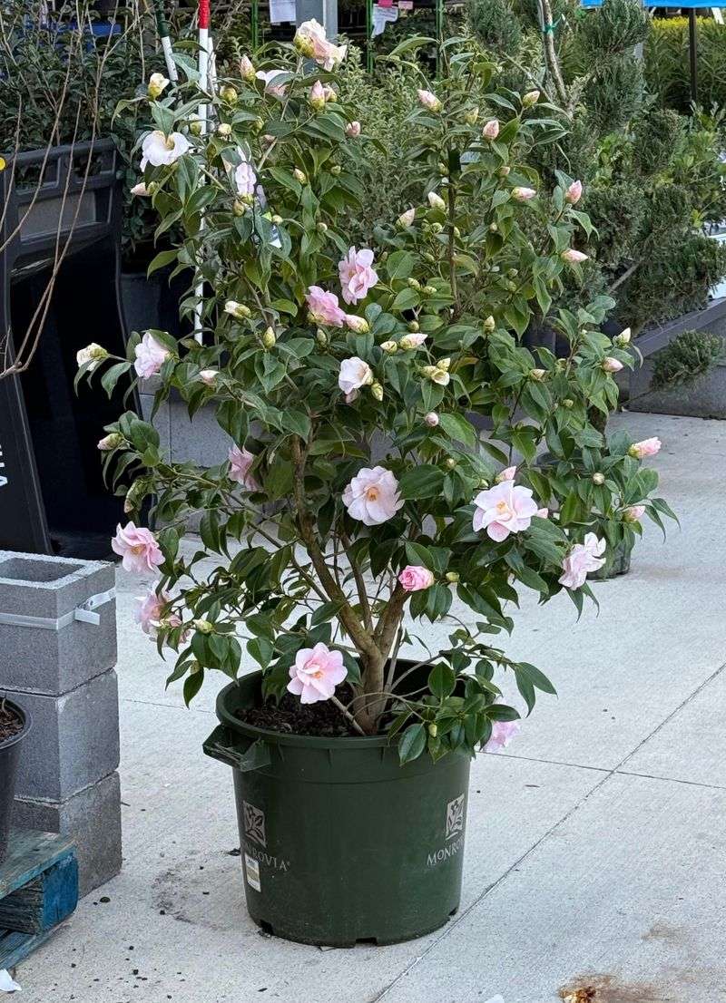 Container Camellias That Need Extra Checks Container Camellias That Need Extra Checks
