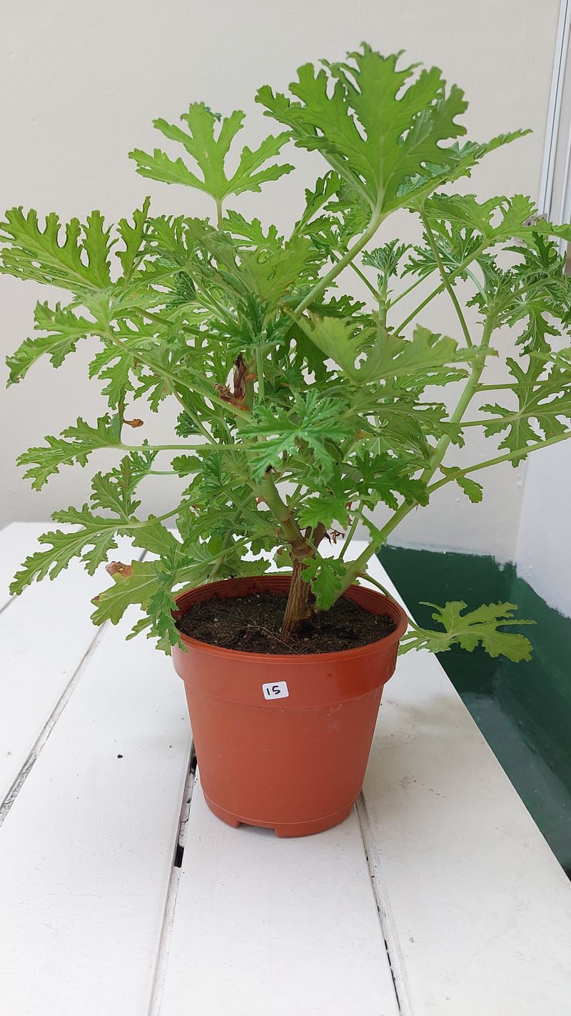 Container Care And Placement Tips For Porches