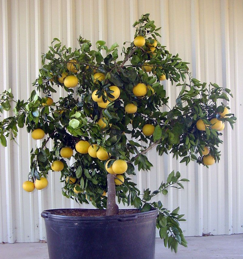 Container Citrus Needs Closer August Checks Container Citrus Needs Closer August Checks