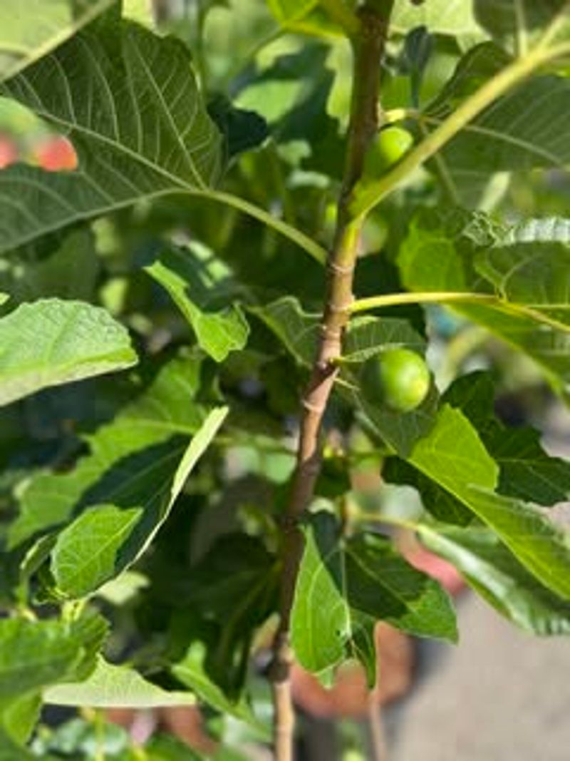 Container Figs Dry Out Even Faster Container Figs Dry Out Even Faster