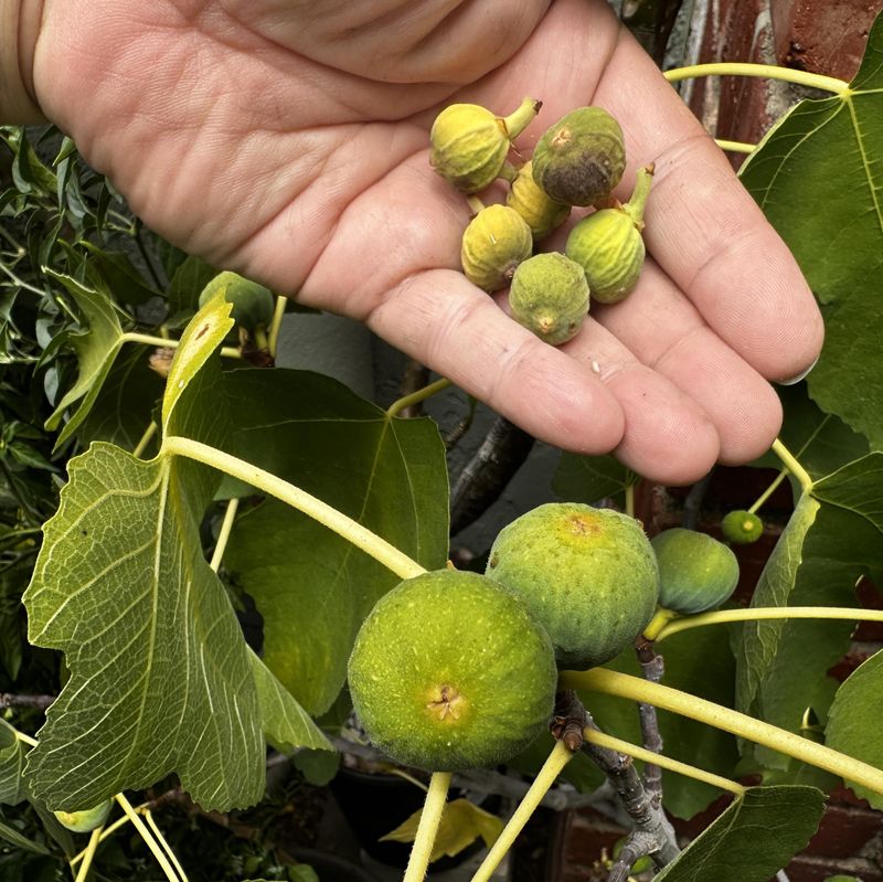 Container Figs Heating Up Faster