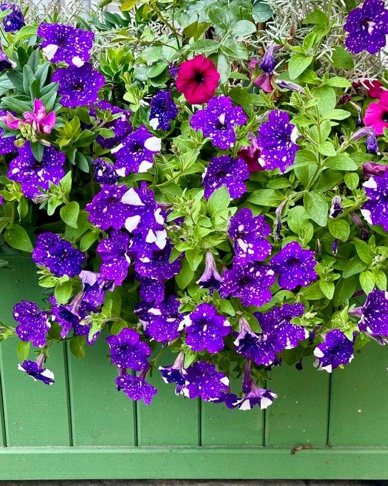 Container Flowers Require Separate Treatment Container Flowers Require Separate Treatment