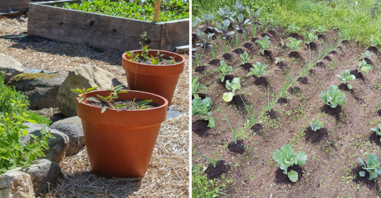 Container Gardening Vs In-Ground Planting In North Carolina Heat And Which Uses Less Water