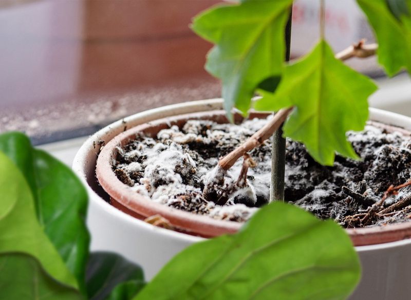 Container Gardens Are Easy To Overwater At Night