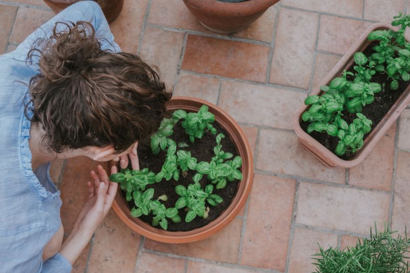 Container-Grown Basil Bolts Faster In Tennessee Summers