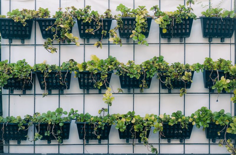 Container Plants Dry Out Fast And Need Attention Container Plants Dry Out Fast And Need Attention