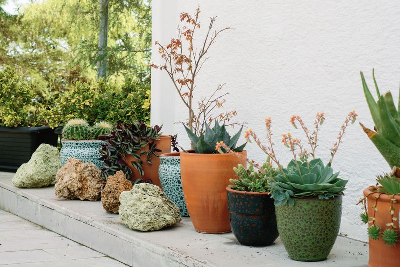 Container Plants Face Faster Water Loss During Peak Heat Hours Container Plants Face Faster Water Loss During Peak Heat Hours
