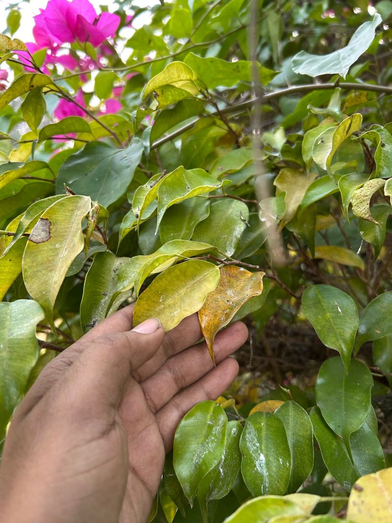 Container Plants May Yellow Faster Than In-Ground Plants Container Plants May Yellow Faster Than In-Ground Plants