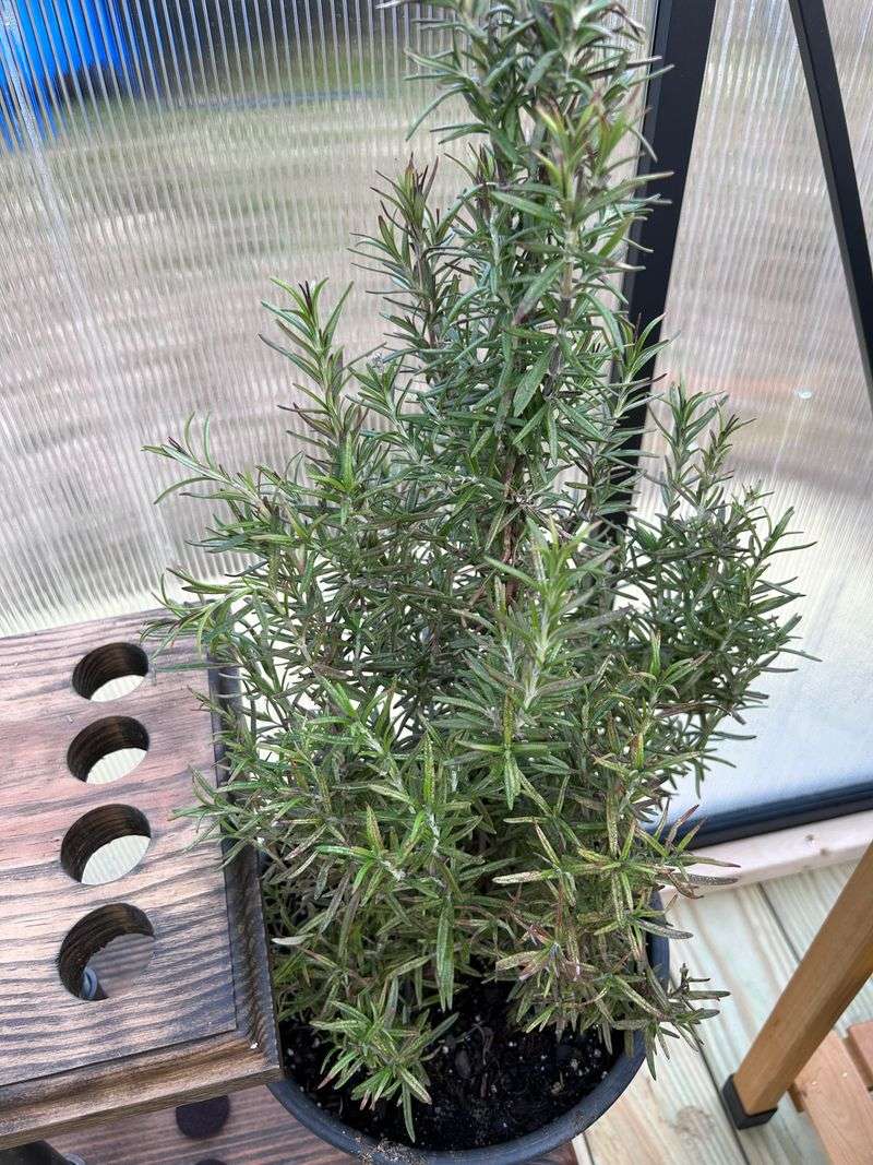 Container Rosemary Must Have Open Drainage Holes