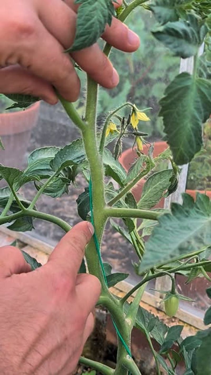 Container Tomatoes May Need More Frequent Checks Container Tomatoes May Need More Frequent Checks