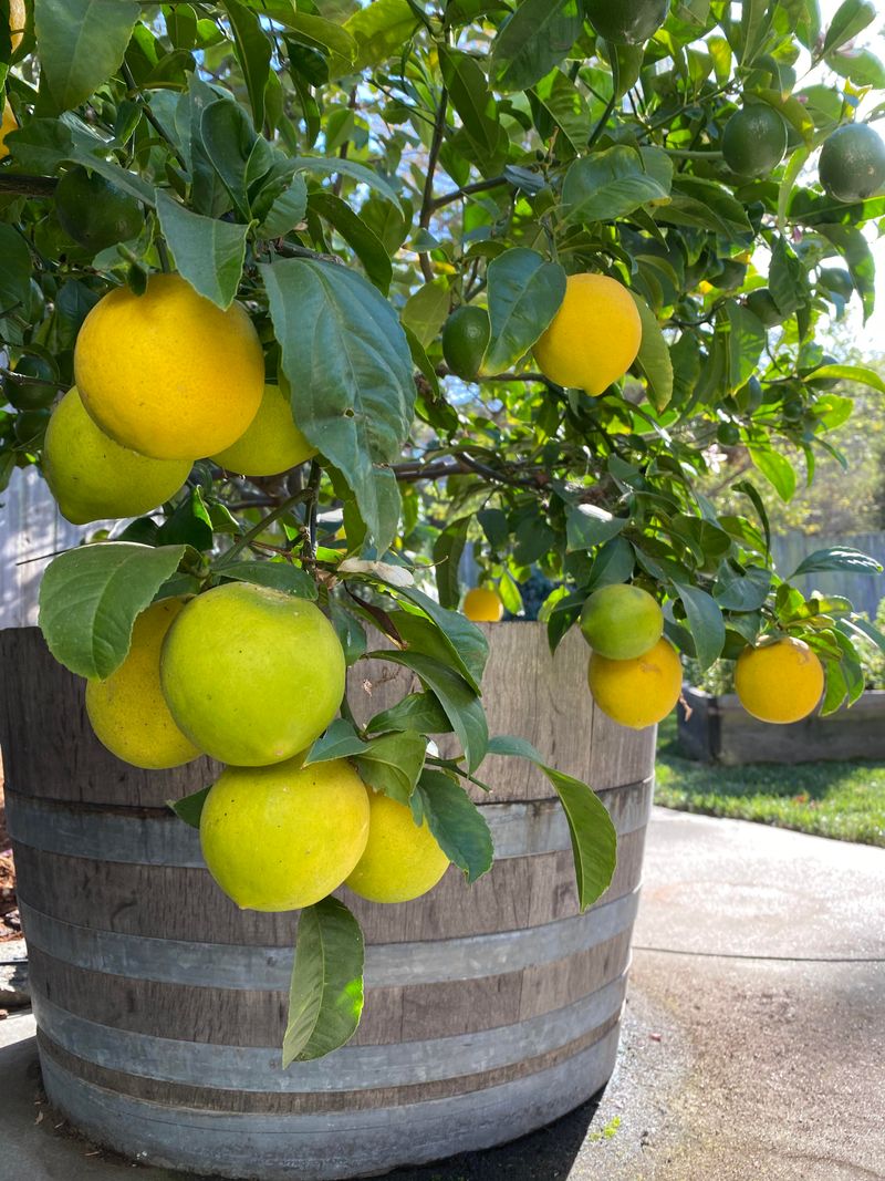 Container Trees Need Smaller Doses
