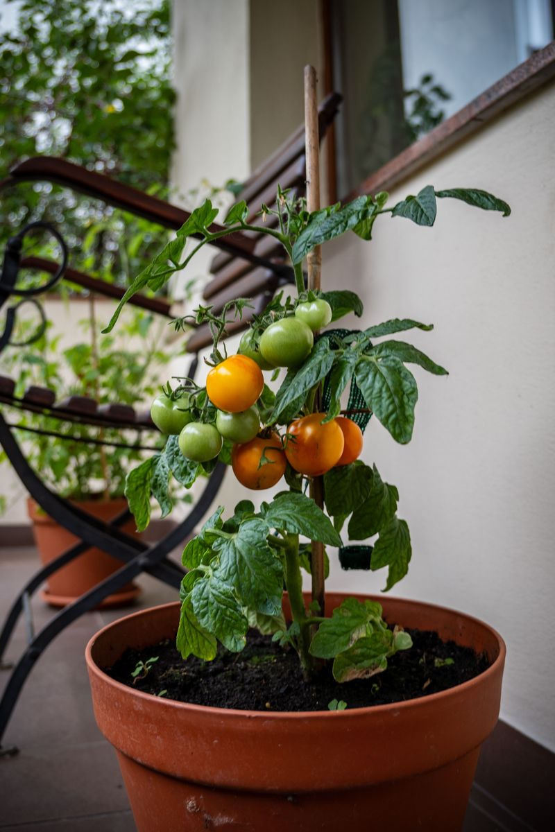 Container Vegetables Need A True Potting Mix Container Vegetables Need A True Potting Mix
