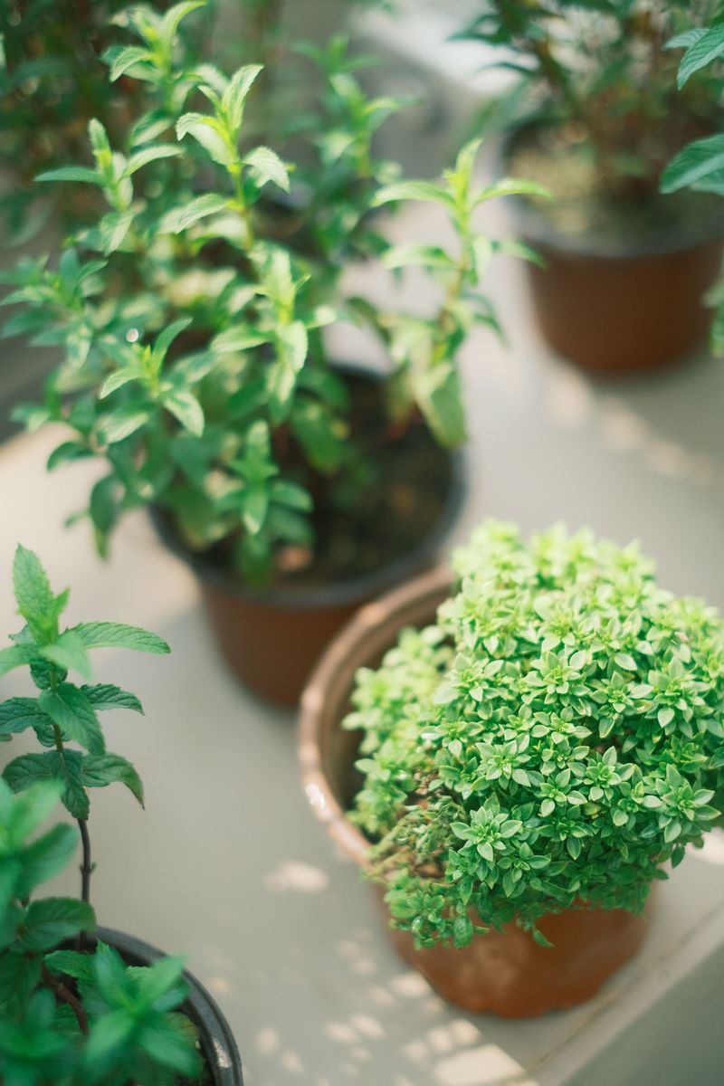 Container Versus In Ground Growing Options Container Versus In Ground Growing Options