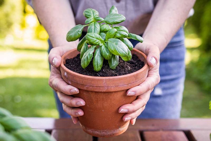 Containers Dry Out Before Gardeners Notice