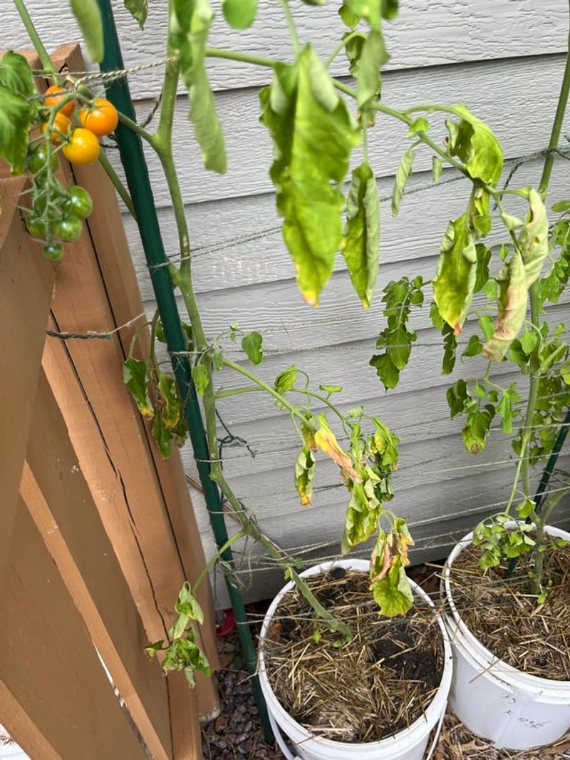Containers Dry Out Faster In July Heat