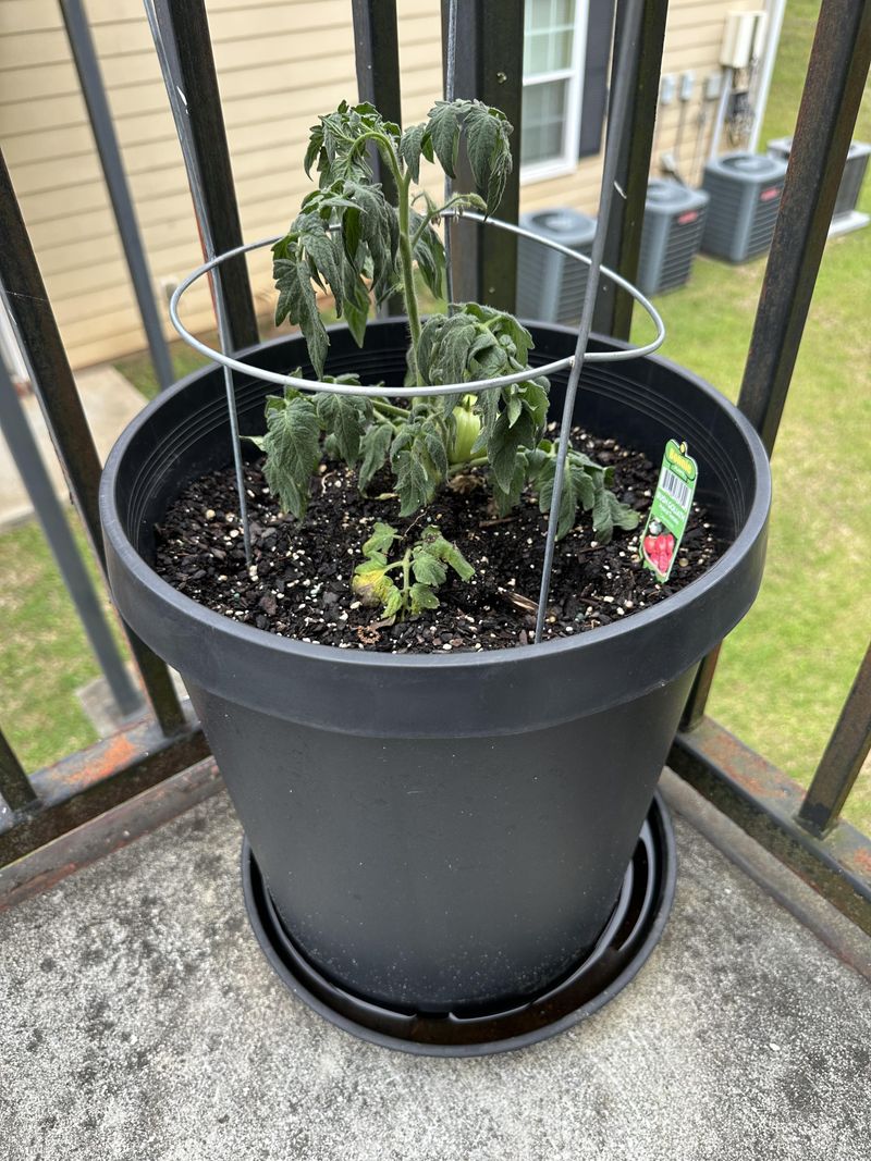Containers Dry Out Faster Than Garden Beds Containers Dry Out Faster Than Garden Beds