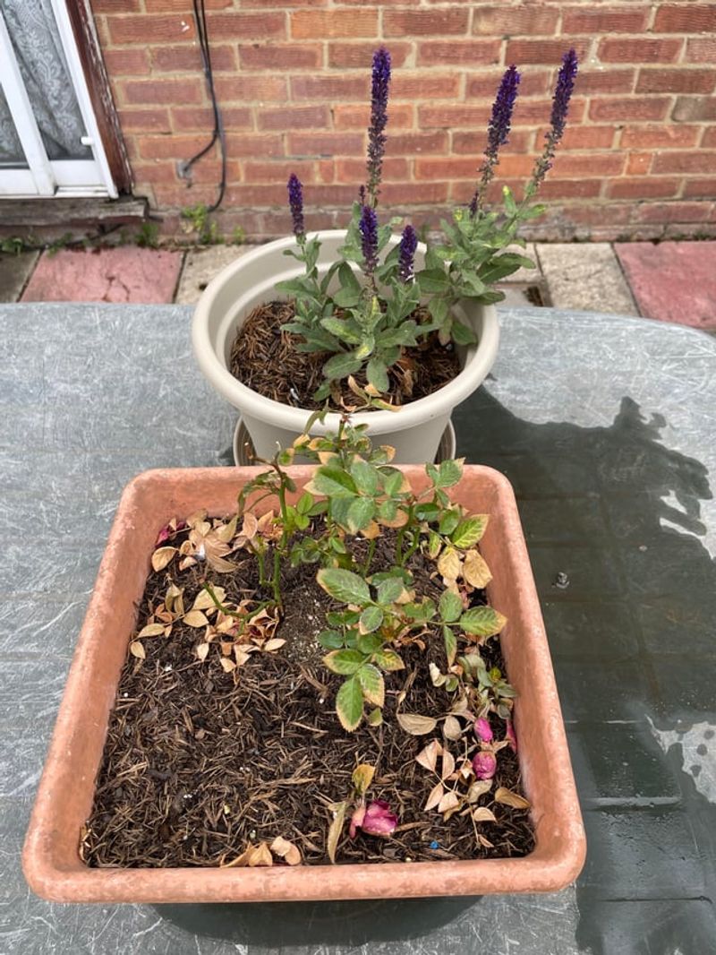 Containers Dry Out Much Faster Than Garden Beds Containers Dry Out Much Faster Than Garden Beds