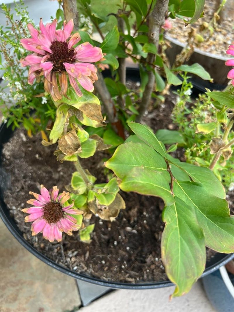 Containers Heat And Dry Faster Than Garden Beds Containers Heat And Dry Faster Than Garden Beds