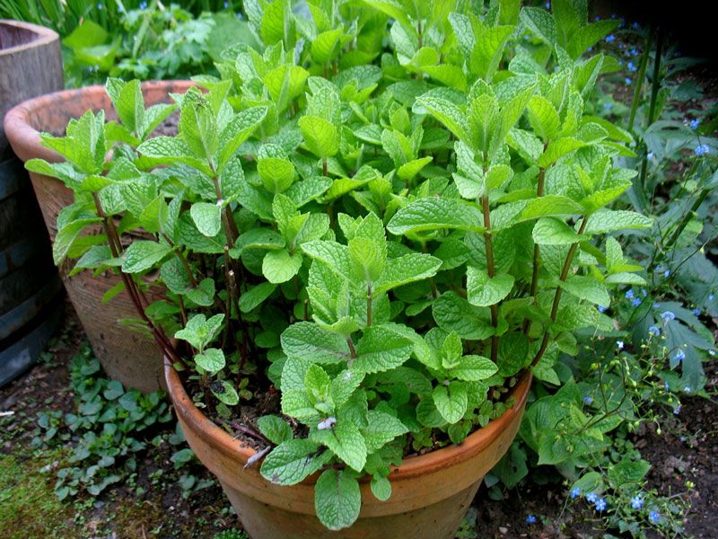 Containers Help Keep Spearmint Manageable Containers Help Keep Spearmint Manageable