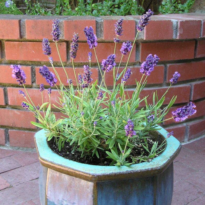 Containers Make Porch Growing Easier Containers Make Porch Growing Easier