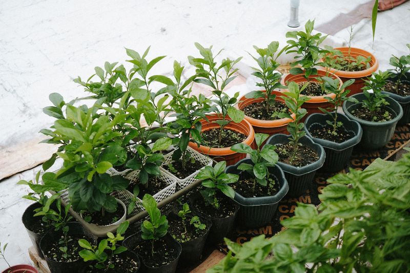 Containers Replace In-Ground Planting Entirely Containers Replace In-Ground Planting Entirely
