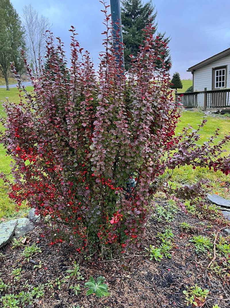 Continued Monitoring Helps Native Plants Return Continued Monitoring Helps Native Plants Return