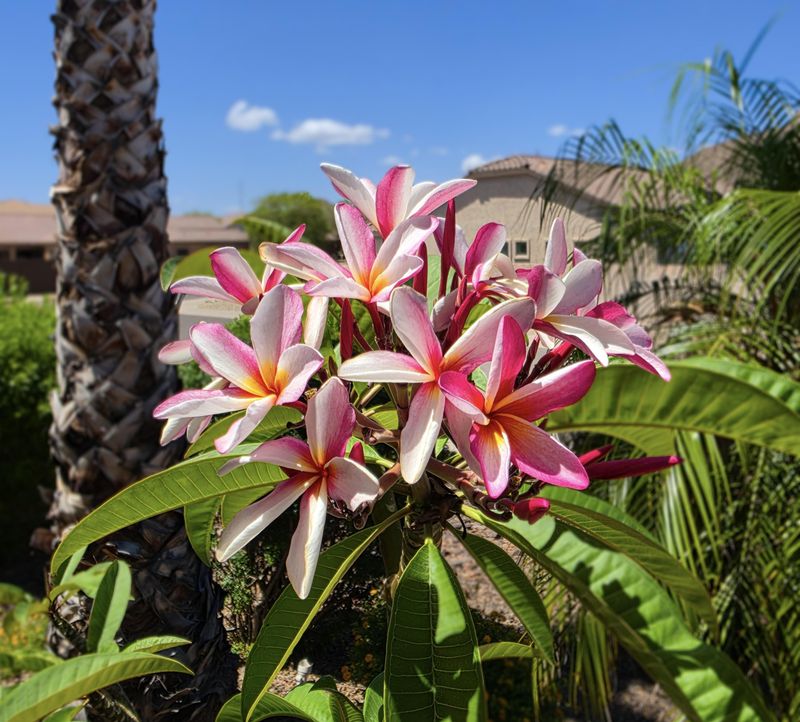 Continuous Bloom Matters More During Summer Stress Continuous Bloom Matters More During Summer Stress