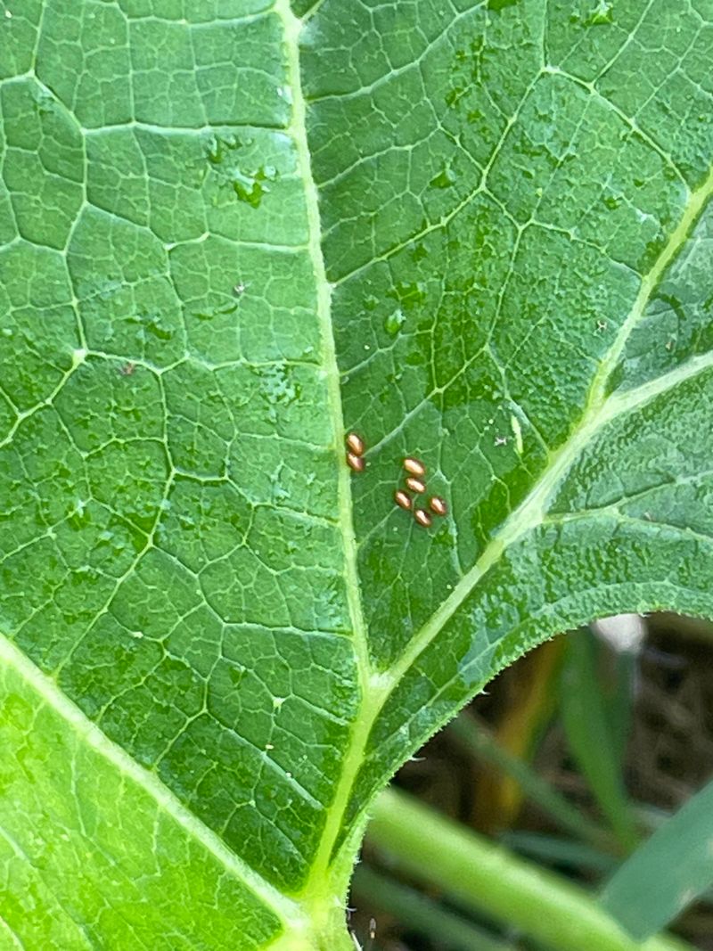 Control Squash Bugs Before They Spread Control Squash Bugs Before They Spread