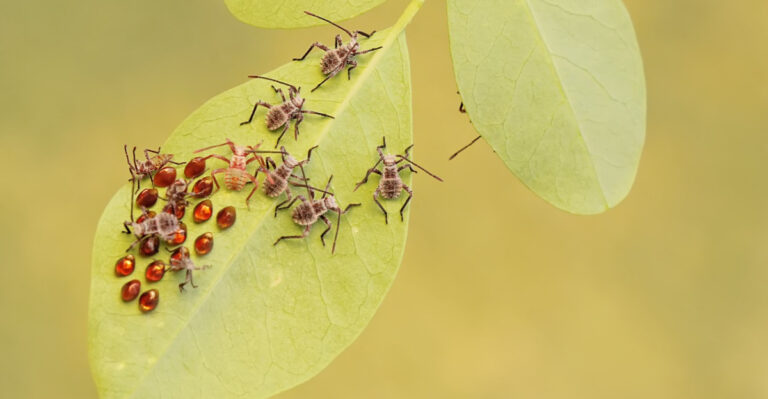Control Squash Bugs Fast With These Simple Steps To Protect Your Nebraska Harvest