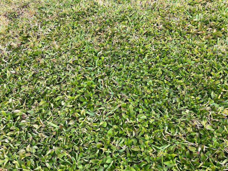 Control Weeds Before They Take Over