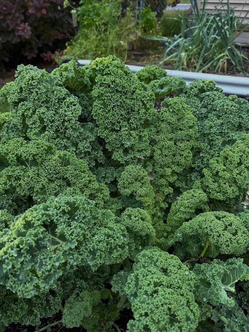 Cool Fall Temperatures Actually Improve Kale Flavor Cool Fall Temperatures Actually Improve Kale Flavor