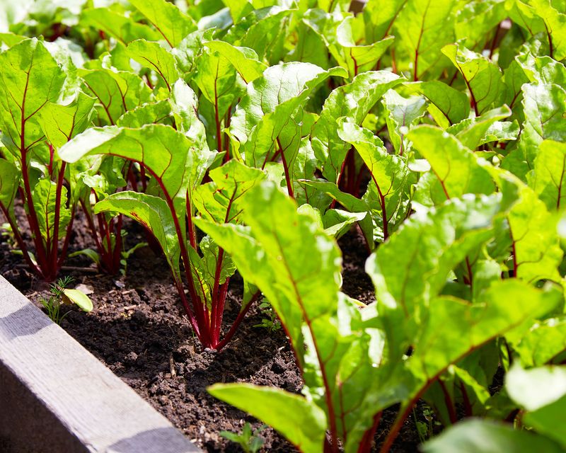 Cool Fall Weather Supports Beet Growth Cool Fall Weather Supports Beet Growth