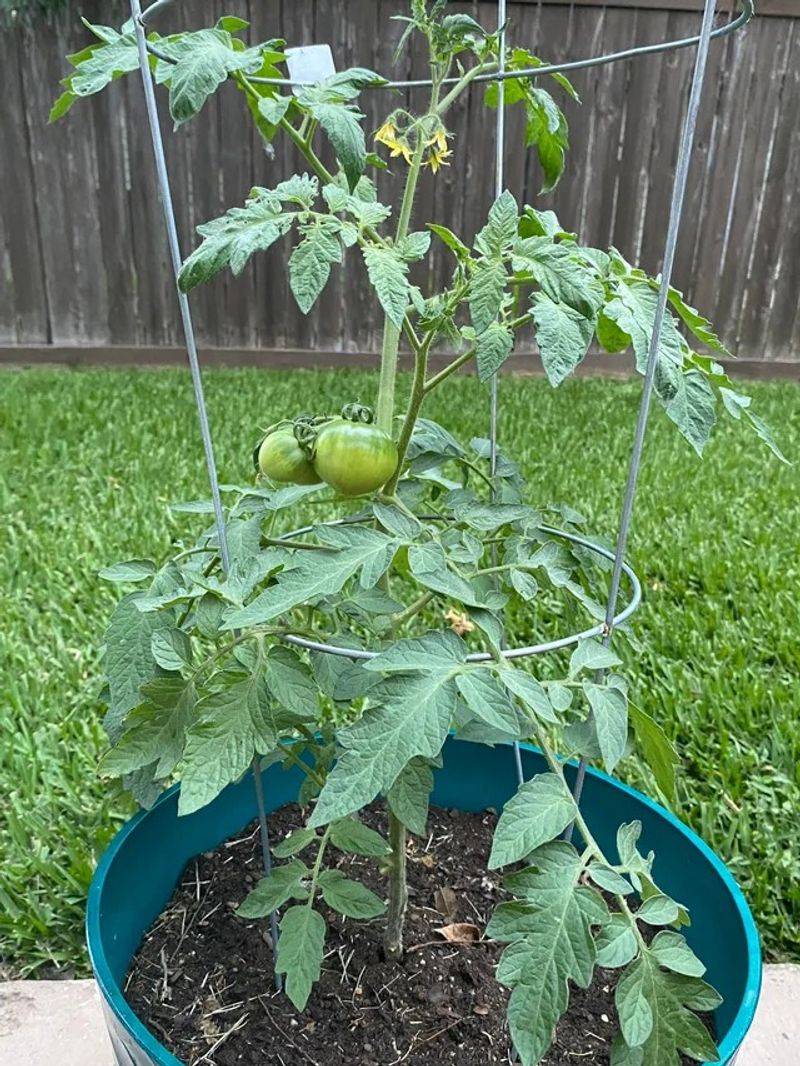 Cool Nights Can Delay Fruit Set