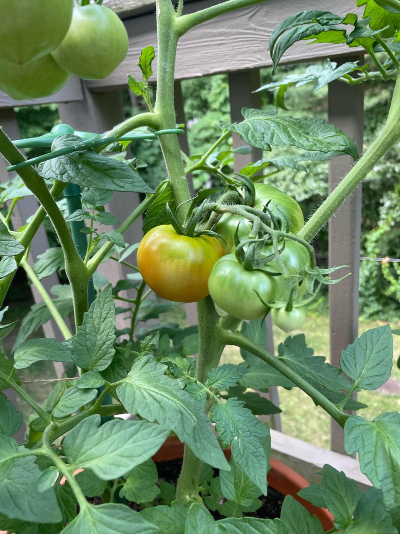 Cool Nights Slow Ripening Fast