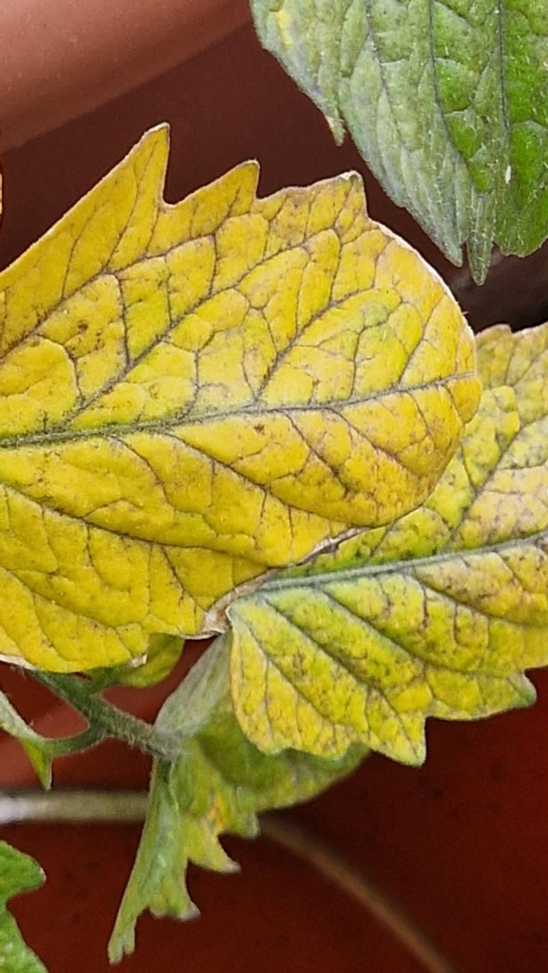 Cool Temperatures Slowing Nutrient Uptake