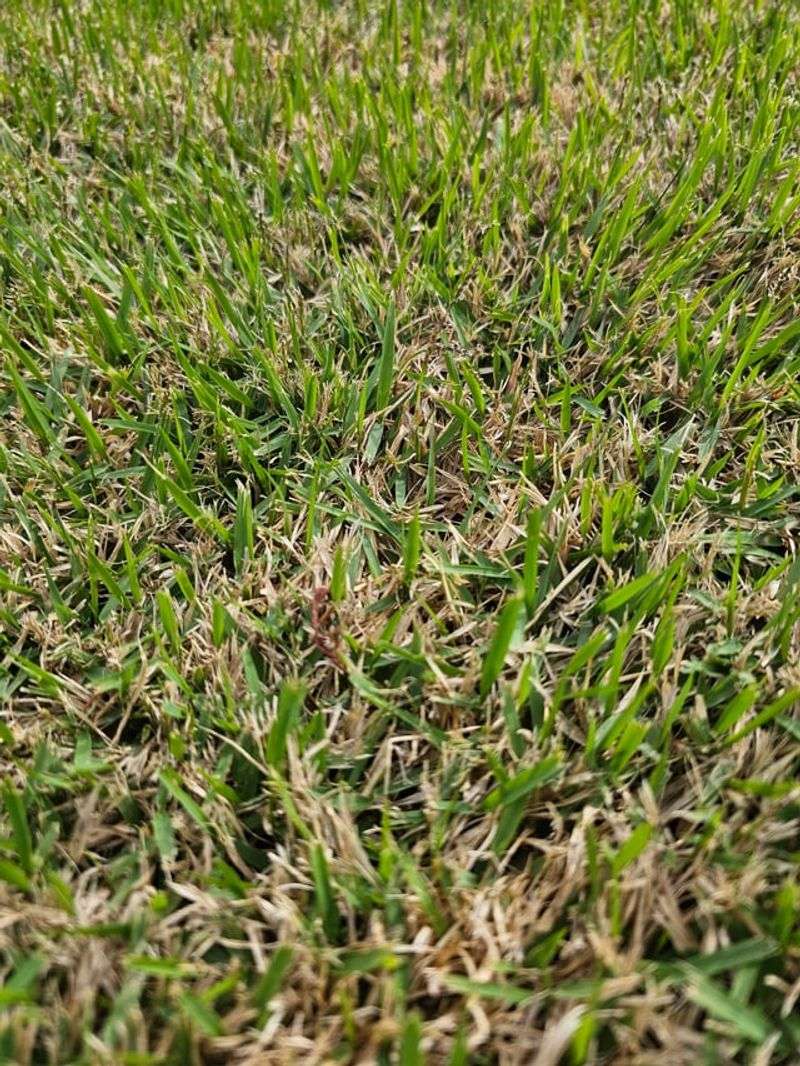 Cooler Conditions Favor Michigan Lawn Grasses