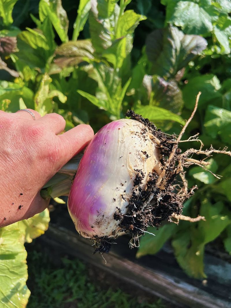 Cooler Conditions Support Fall Crop Quality Cooler Conditions Support Fall Crop Quality