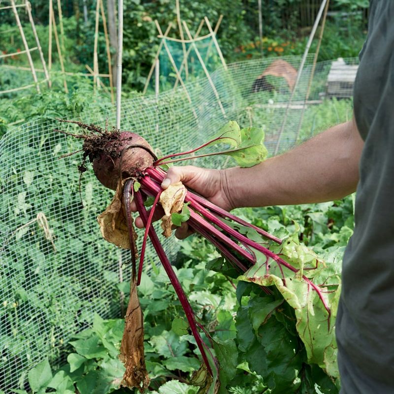 Cooler Conditions Support Tender Roots Cooler Conditions Support Tender Roots