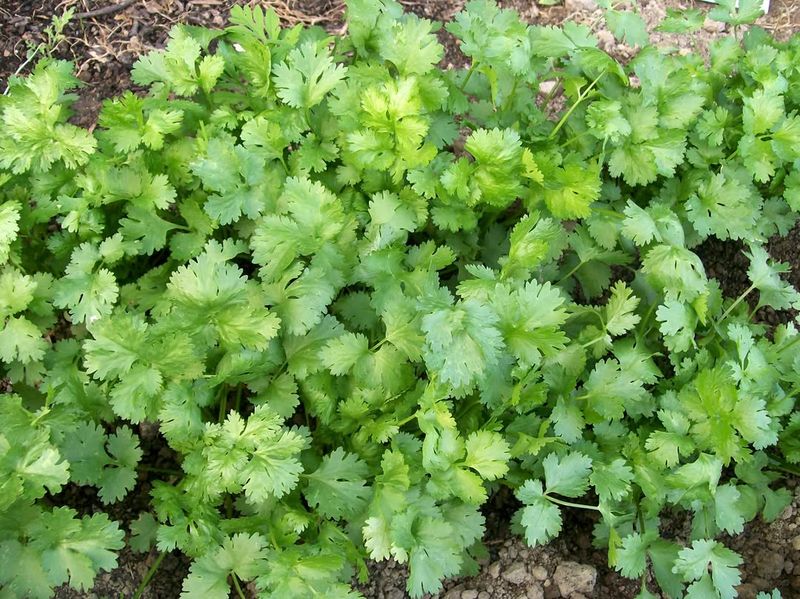 Cooler Fall Weather Helps Cilantro Stay Leafy