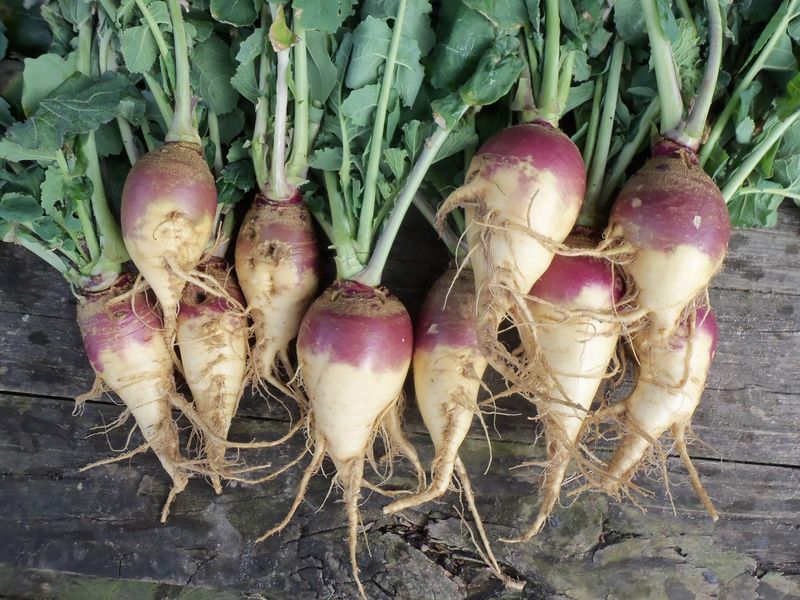 Cooler Fall Weather Improves Root Quality Cooler Fall Weather Improves Root Quality