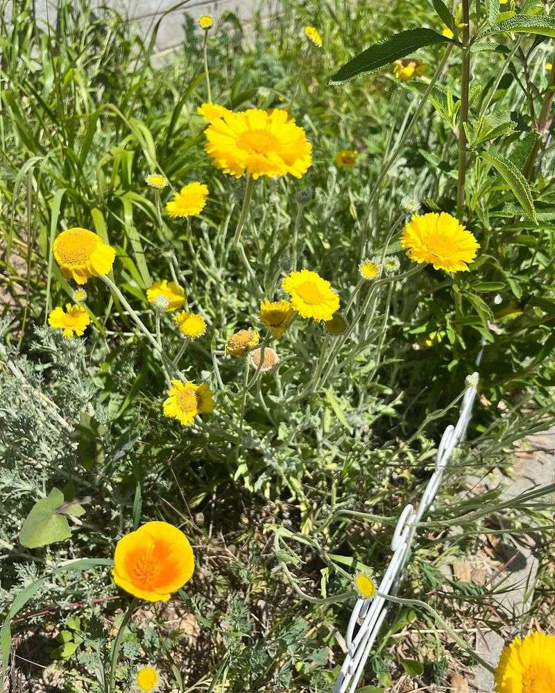 Cooler Ground Cover Alternatives